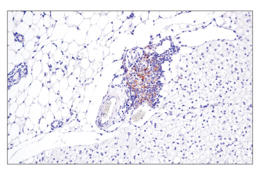 Immunohistochemistry Image 4: CD40 (E2Z7J) Rabbit mAb