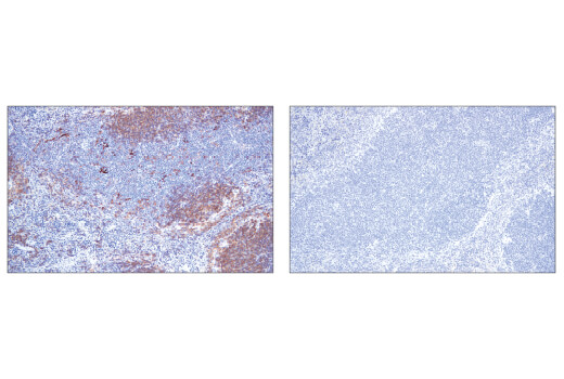 Immunohistochemistry Image 5: CD40 (E2Z7J) Rabbit mAb