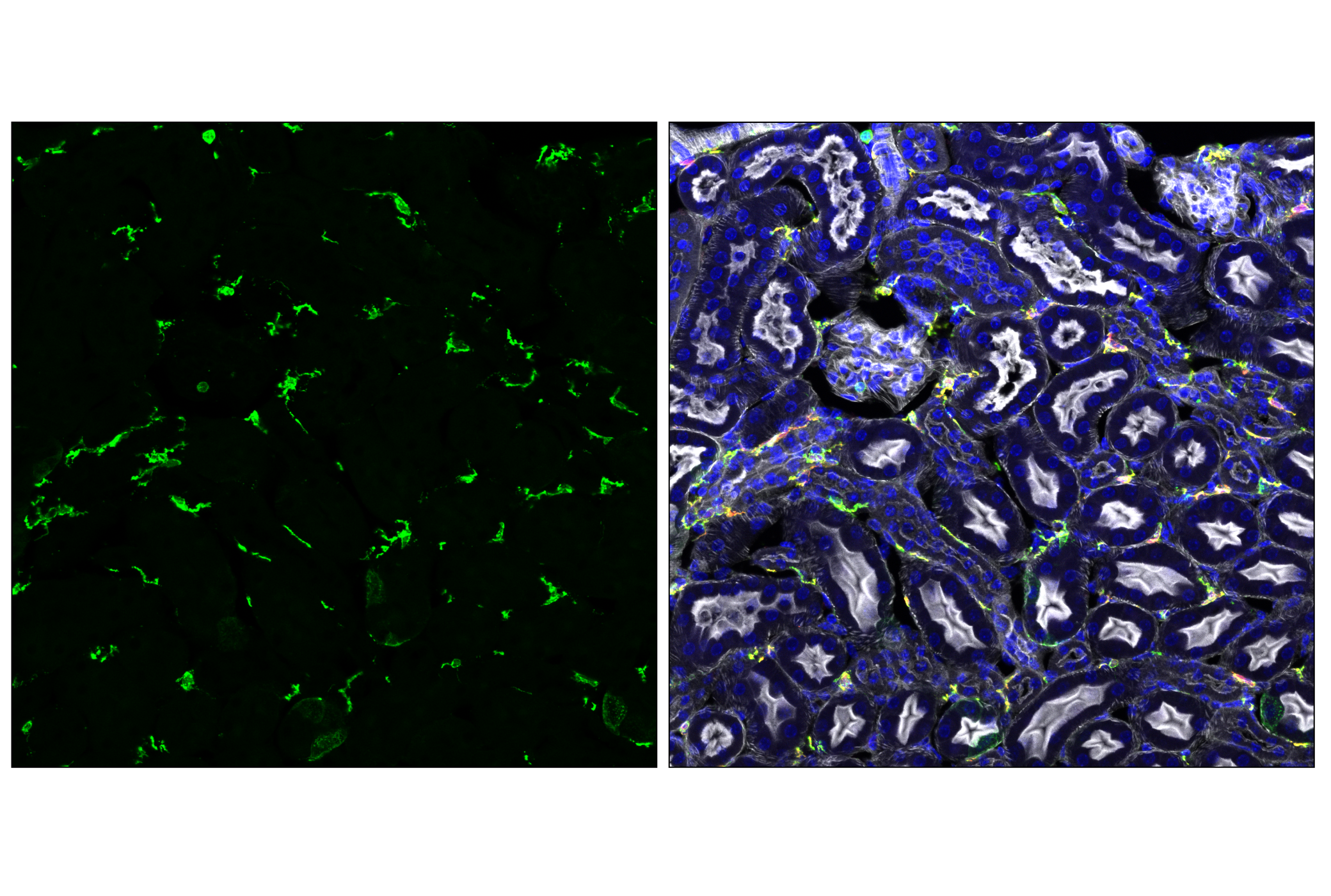Immunofluorescence Image 3: MHC Class II (I-A/I-E) (M5/114.15.2) Rat mAb