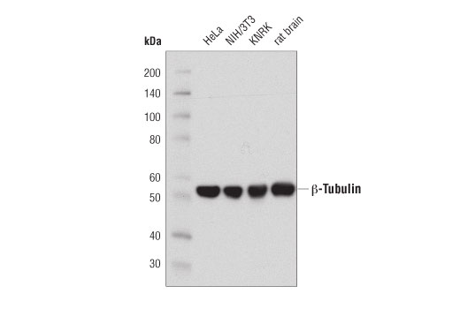 Western Blotting Image 1: β-Tubulin (D3U1W) Mouse mAb
