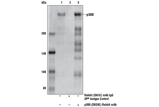  Image 28: Hypoxia Activation IHC Antibody Sampler Kit