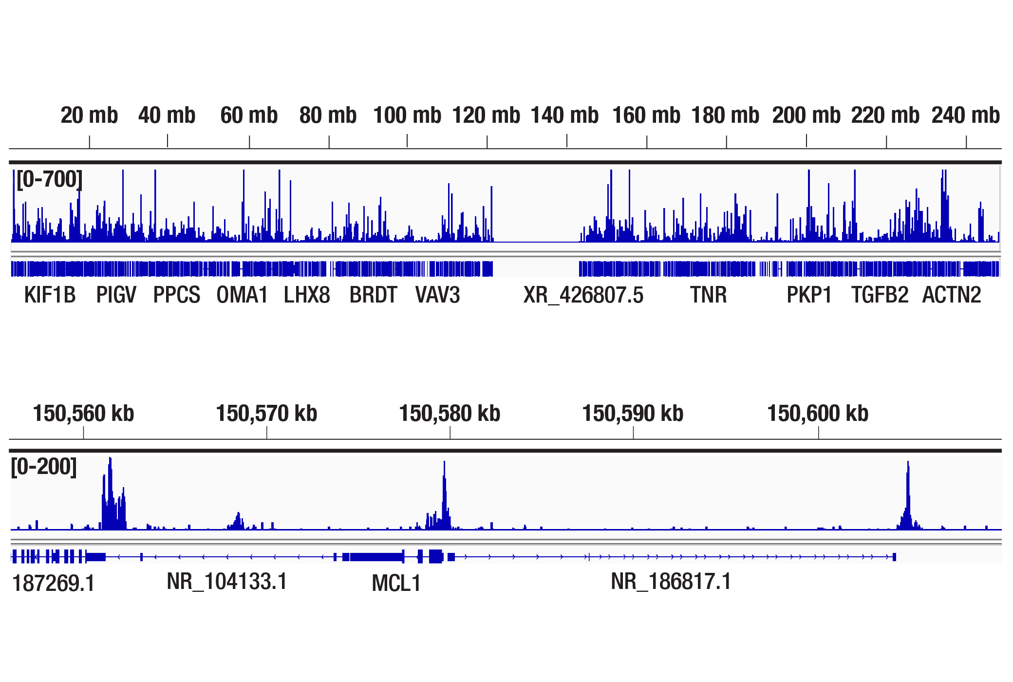 681コントロールセット Applications for p300 (D8Z4E) Rabbit Monoclonal Antibody | Cell