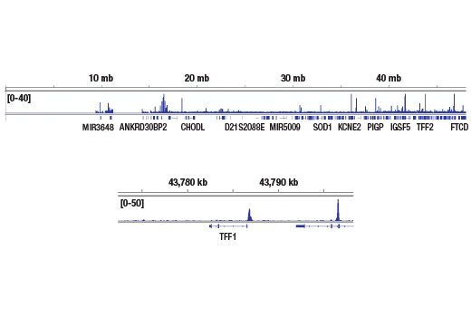 Chromatin Immunoprecipitation Image 2: Estrogen Receptor α (D8H8) Rabbit mAb