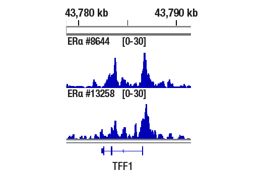 CUT and RUN Image 1: Estrogen Receptor α (D8H8) Rabbit mAb