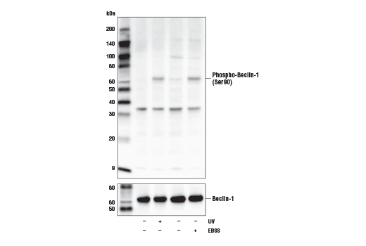 Western Blotting Image 1: Phospho-Beclin-1 (Ser90) Antibody