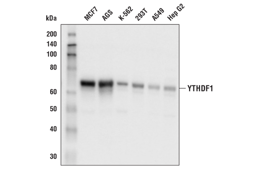 Western Blotting Image 1: YTHDF1 Antibody