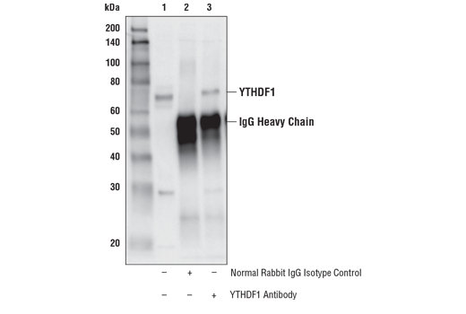 Immunoprecipitation Image 1: YTHDF1 Antibody