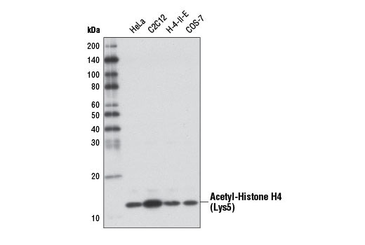 Western Blotting Image 1: Acetyl-Histone H4 (Lys5) (D12B3) Rabbit mAb