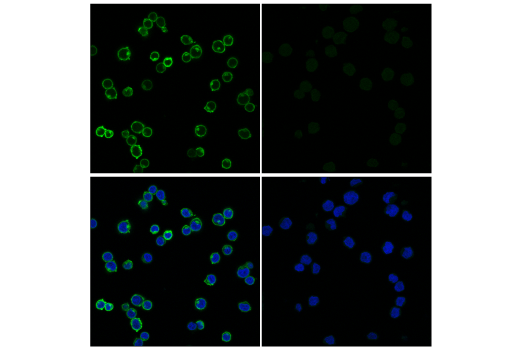 Immunofluorescence Image 1: CD45 (HI30) Mouse mAb (FITC Conjugate)