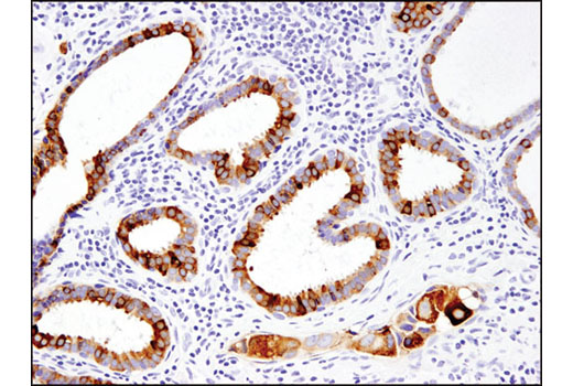 Immunohistochemistry Image 1: AGR2 (D9V2F) XP® Rabbit mAb (BSA and Azide Free)