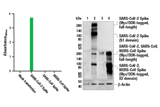  Image 1: FastScan™ SARS-CoV-2 Spike Protein (RBD) ELISA Kit