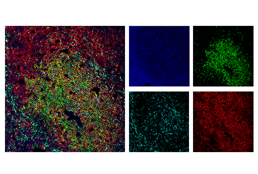Immunofluorescence Image 1: CD3 (17A2) Rat mAb (FITC Conjugate)