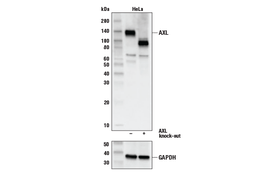  Image 8: YAP/TAZ Transcriptional Targets Antibody Sampler Kit