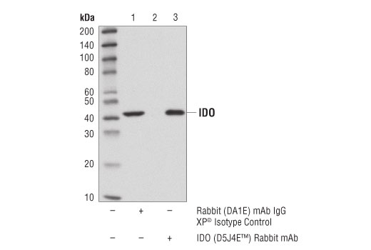 Immunoprecipitation Image 1: IDO (D5J4E™) Rabbit mAb