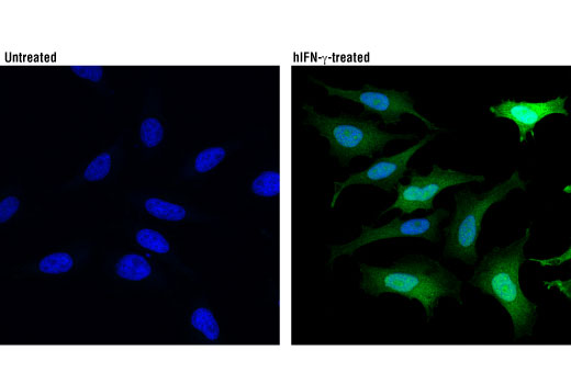 Immunofluorescence Image 1: IDO (D5J4E™) Rabbit mAb