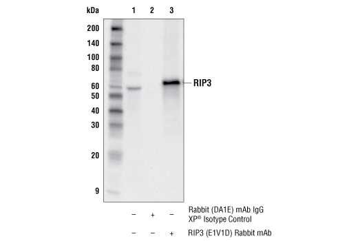 Immunoprecipitation Image 1: RIP3 (E1V1D) Rabbit mAb