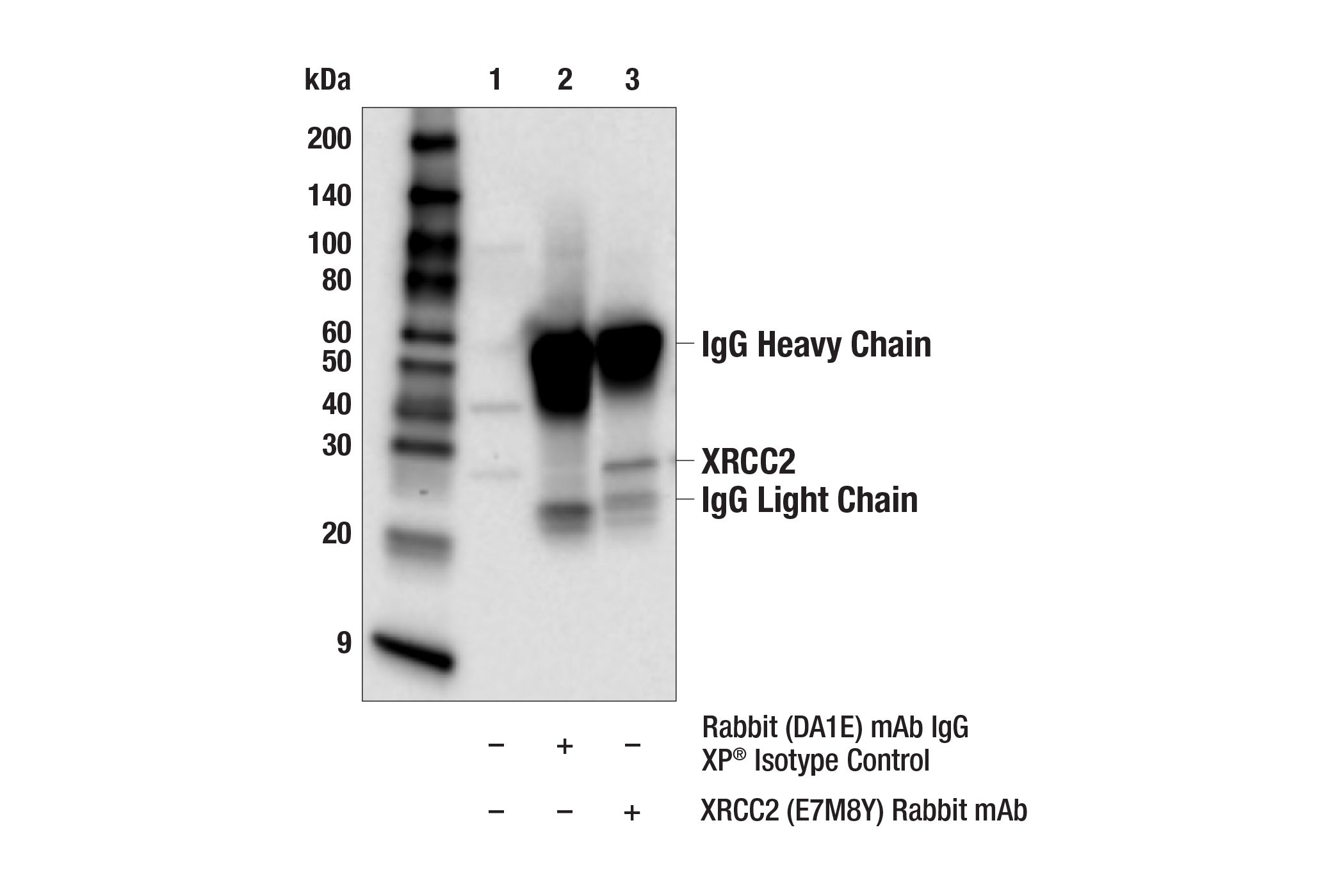 Immunoprecipitation Image 1: XRCC2 (E7M8Y) Rabbit mAb