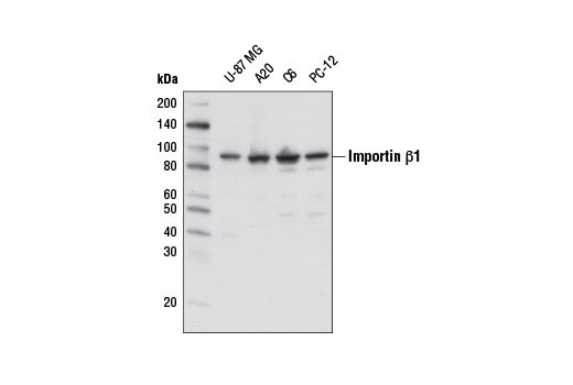 Western Blotting Image 1: Importin β1 Antibody