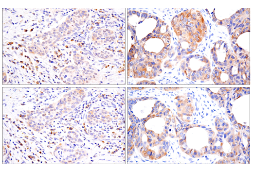 Immunohistochemistry Image 5: cGAS (E5V3W) Rabbit mAb (BSA and Azide Free)