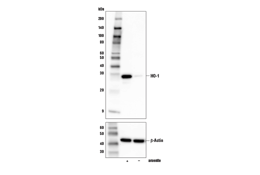 Western Blotting Image 1: HO-1 (E9H3A) Rabbit mAb (Mouse Specific)