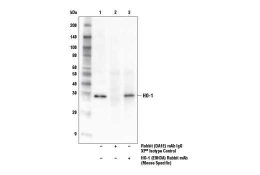 Immunoprecipitation Image 1: HO-1 (E9H3A) Rabbit mAb (Mouse Specific)