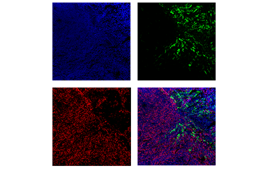 Immunofluorescence Image 1: HO-1 (E9H3A) Rabbit mAb (Mouse Specific)
