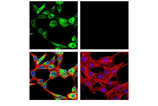 Immunofluorescence Image 2: HO-1 (E9H3A) Rabbit mAb