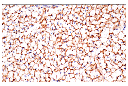 Immunohistochemistry Image 1: CD36 (E8B7S) Rabbit mAb (BSA and Azide Free)