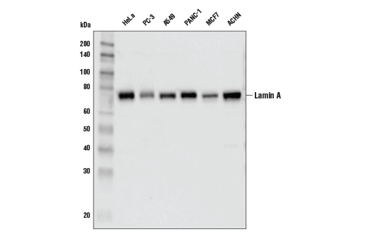 Western Blotting Image 1: Lamin A (133A2) Mouse mAb