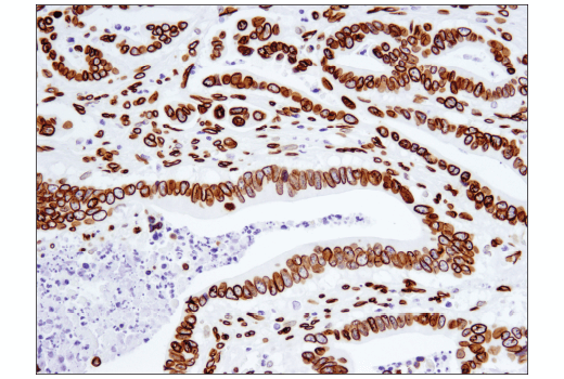 Immunohistochemistry Image 2: Lamin A (133A2) Mouse mAb