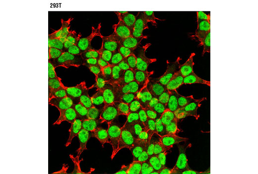 Immunofluorescence Image 1: CtBP1 (D2D6) Rabbit mAb