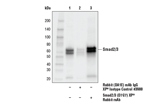 Immunoprecipitation Image 1: Smad2/3 (D7G7) XP® Rabbit mAb