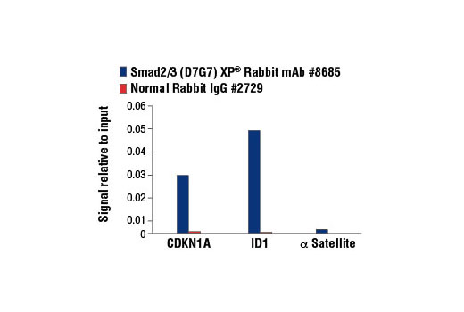 Chromatin Immunoprecipitation Image 3: Smad2/3 (D7G7) XP® Rabbit mAb