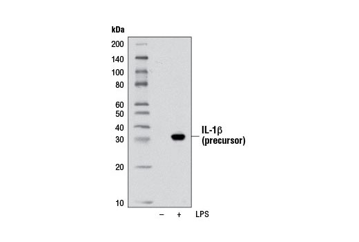 Western Blotting Image 1: IL-1β Antibody (Mouse Specific)