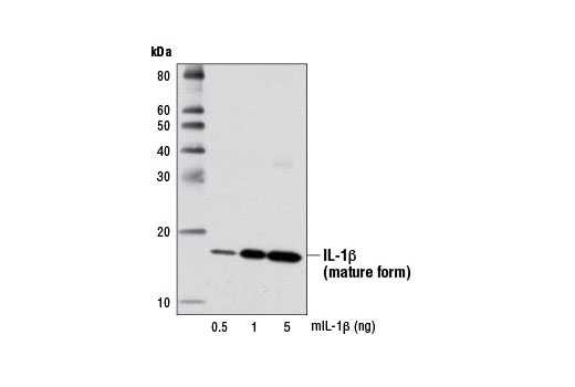 Western Blotting Image 2: IL-1β Antibody (Mouse Specific)