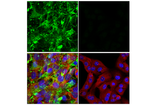 Immunofluorescence Image 1: COL5A1 (E6U9W) Rabbit mAb
