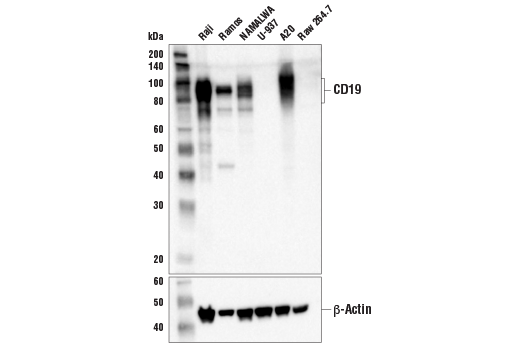 Western Blotting Image 1: CD19 (Intracellular Domain) (D4V4B) XP® Rabbit mAb (BSA and Azide Free)