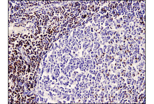 Immunohistochemistry Image 3: PKCθ (E1I7Y) Rabbit mAb (BSA and Azide Free)