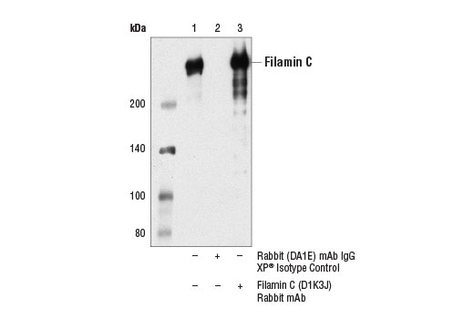 Immunoprecipitation Image 1: Filamin C (D1K3J) Rabbit mAb