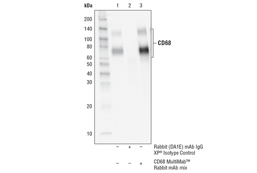 Immunoprecipitation Image 1: CD68 MultiMab™ Rabbit mAb mix