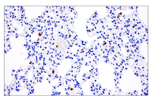 Immunohistochemistry Image 5: Ly-6G (E6Z1T) Rabbit mAb