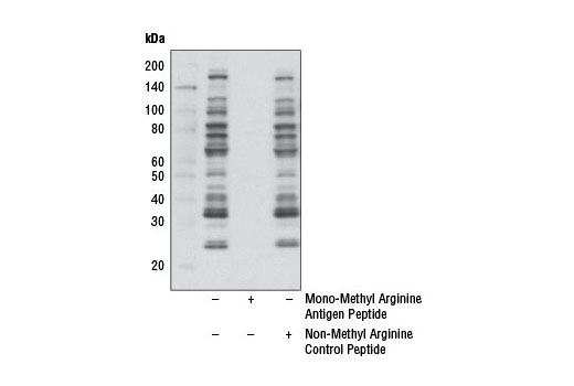 Western Blotting Image 2: Mono-Methyl Arginine (R*GG) (D5A12) Rabbit mAb