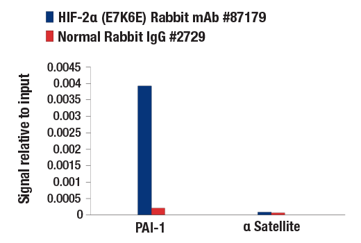 Chromatin Immunoprecipitation Image 1: HIF-2α (E7K6E) Rabbit mAb