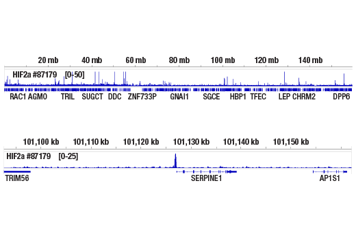Chromatin Immunoprecipitation Image 2: HIF-2α (E7K6E) Rabbit mAb