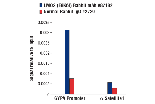 Chromatin Immunoprecipitation Image 3: LMO2 (E8K6I) Rabbit mAb