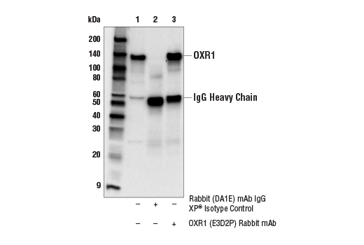 Immunoprecipitation Image 1: OXR1 (E3D2P) Rabbit mAb