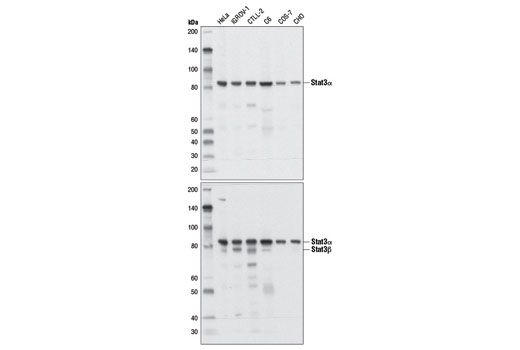 Western Blotting Image 1: Stat3α Antibody