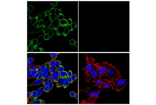 Immunofluorescence Image 1: DPEP-1/MDP (E4O6J) XP® Rabbit mAb