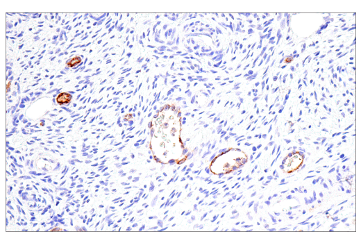 Immunohistochemistry Image 7: DPEP-1/MDP (E4O6J) XP® Rabbit mAb