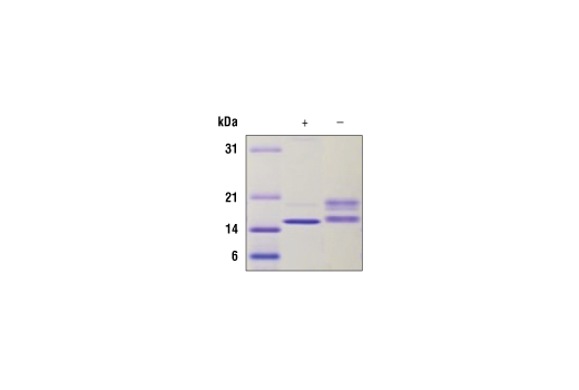 Image 2: Human SCF Recombinant Protein